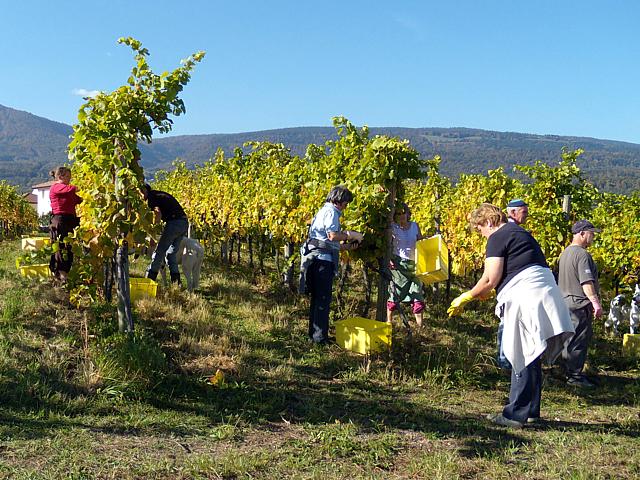 Les vendanges  Boudry