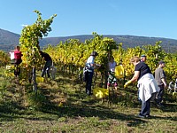 Vendanges à Boudry