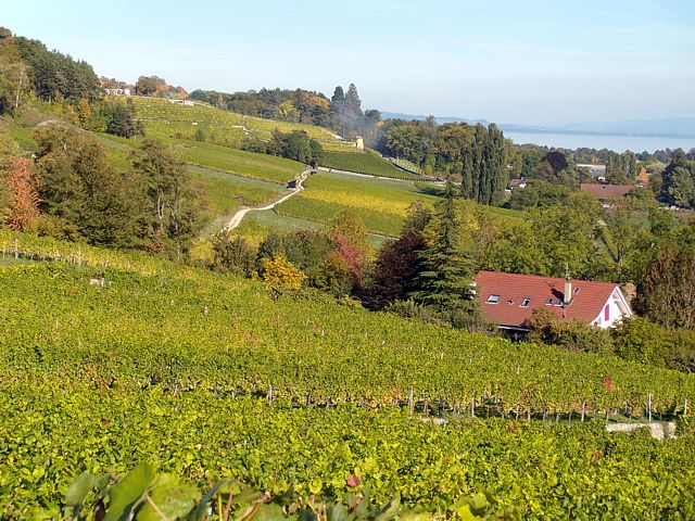 Le vignoble  Boudry