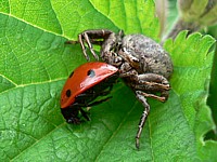 Araignée dévorant une coccinelle