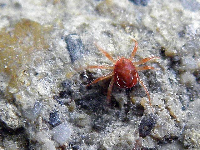 Araigne rouge