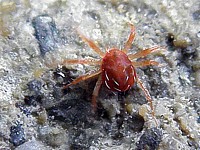 Araignée rouge
