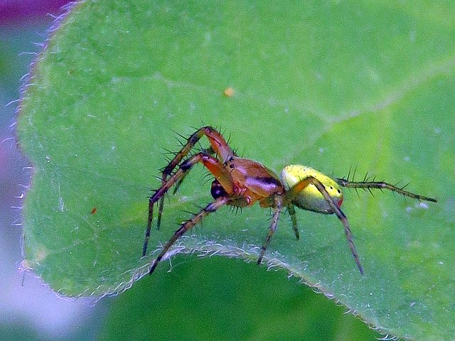 Araniella cucurbitina