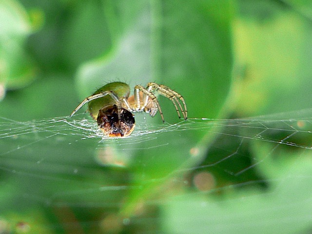 Araigne courge