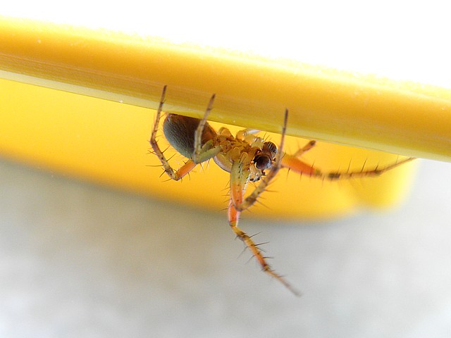 Epeire concombre, araniella cucurbitina