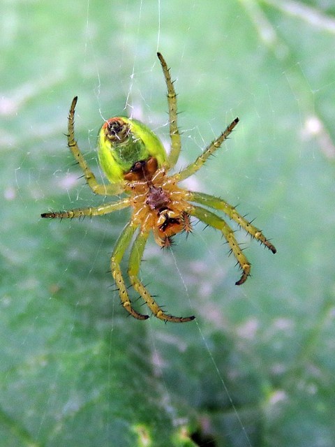 Araniella, épeire concombre