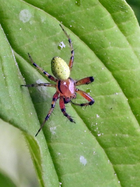 Araniella opisthographa