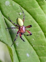 Araniella opisthographa