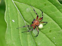 Araniella opisthographa