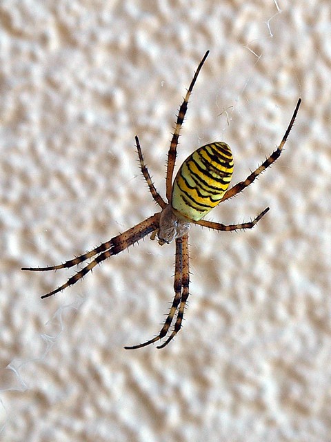 Argiope, argiope bruennichi