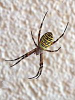 Argiope frelon, épeire fasciée, argiope bruennichi