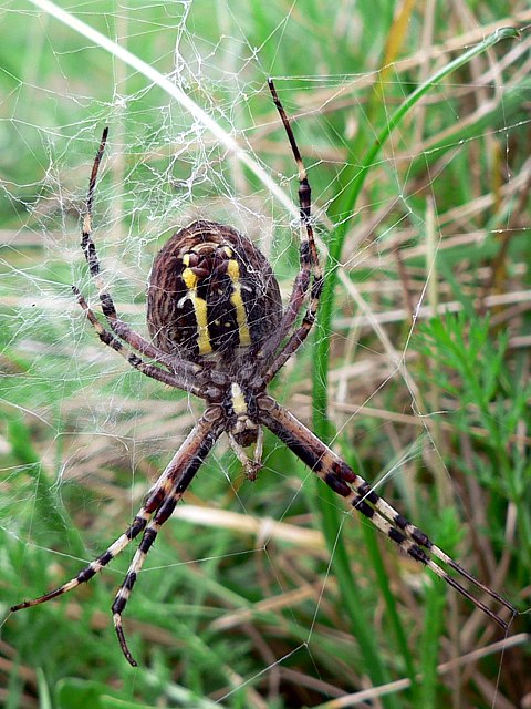 Argiope , argiope bruennichi