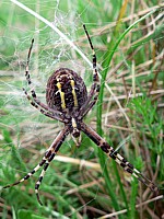 Argiope frelon, épeire fasciée