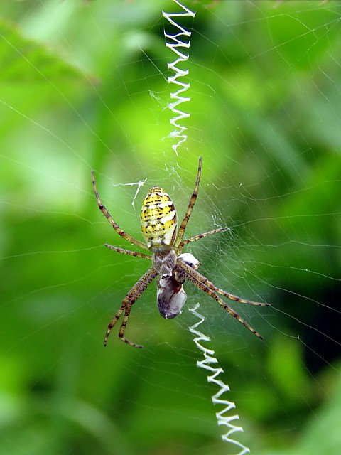 Argiope , peire fascie
