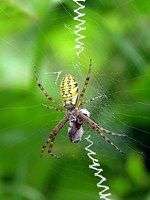 Toile de l'argiope