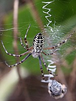 Argiope, épeire fasciée, argiope bruennichi