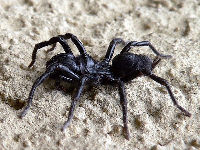 Atypus, atypus piceus