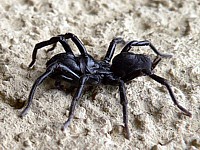 Atypus, atypus piceus