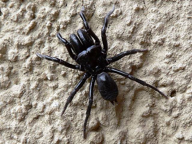 Atypus, atypus piceus
