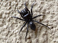 Atypus