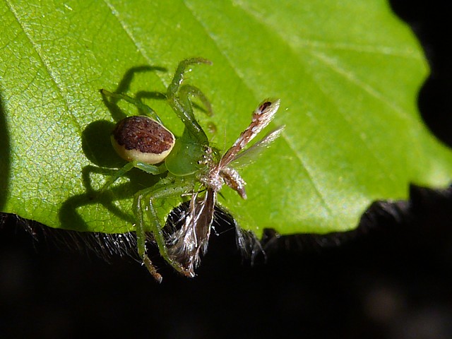 Diaea dorsata