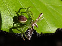 Petite thomise verte, diaea dorsata