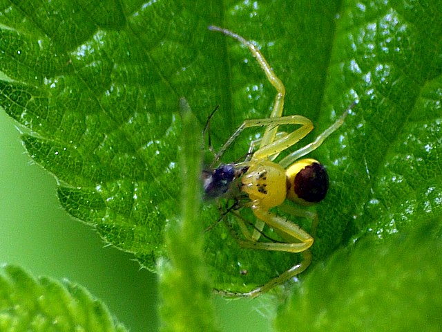 Diaea dorsata