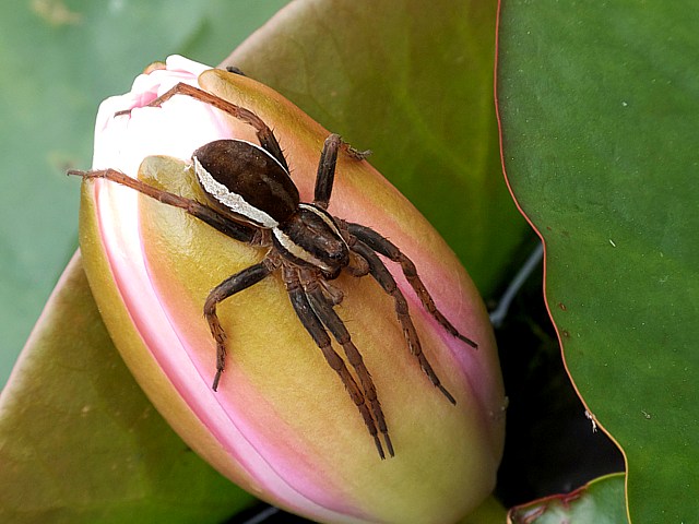 Dolomde des marais, dolomedes fimbriatus