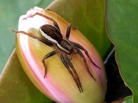 Dolomède des marais, dolomedes fimbriatus
