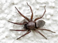 Drassodes lapidosus
