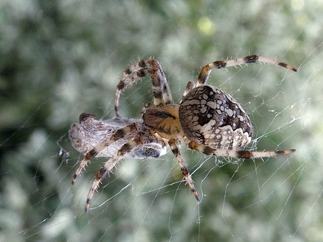 Epeire diadème dévorant une mouche