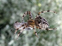 Epeire diadème, araenus diadematus