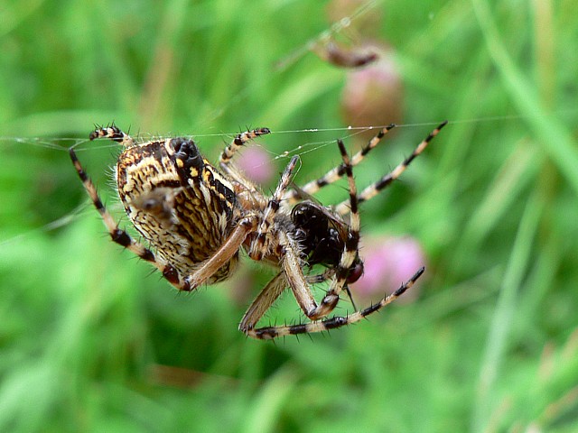 Epeire diadme dvorant une mouche