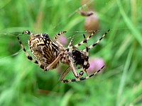 Epeire diadème, araenus diadematus