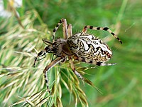 Zygiella, zygiella x-notata