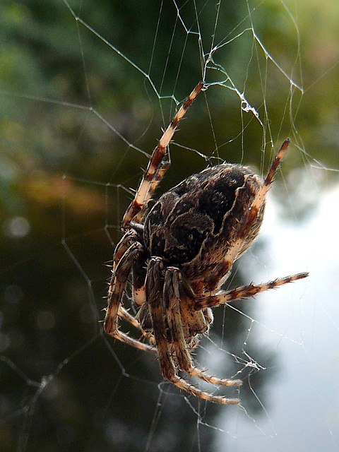 Epeire des ponts, larinioides sclopetarius