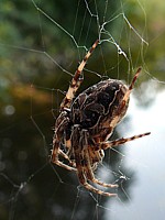 Epeire des ponts, larinioides sclopetarius