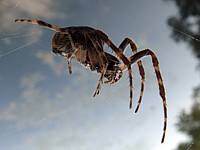 Epeire des roseaux, larinioides cornutus