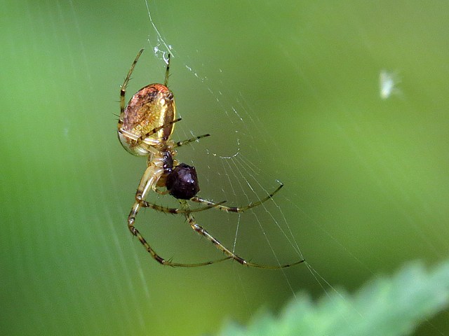 Meta segmentata, peire rticule