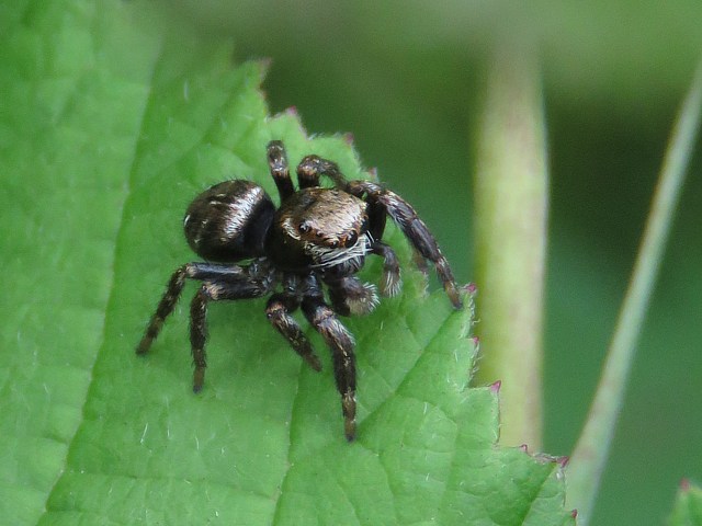 Evarcha arcuata