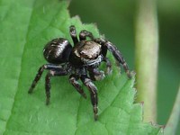 Evarcha arcuata