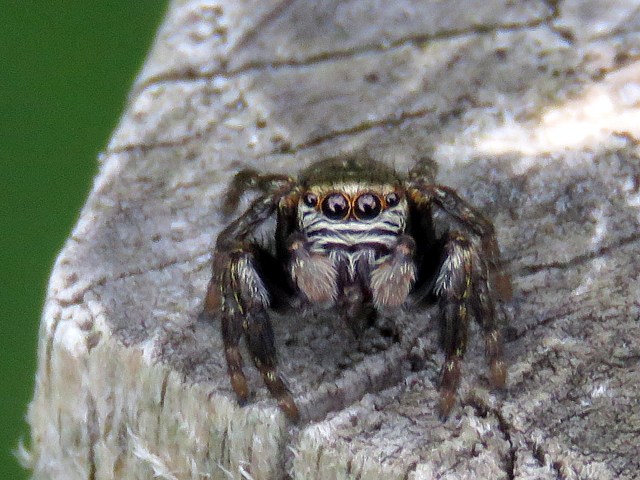 Evarcha arcuata