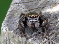 Evarcha arcuata