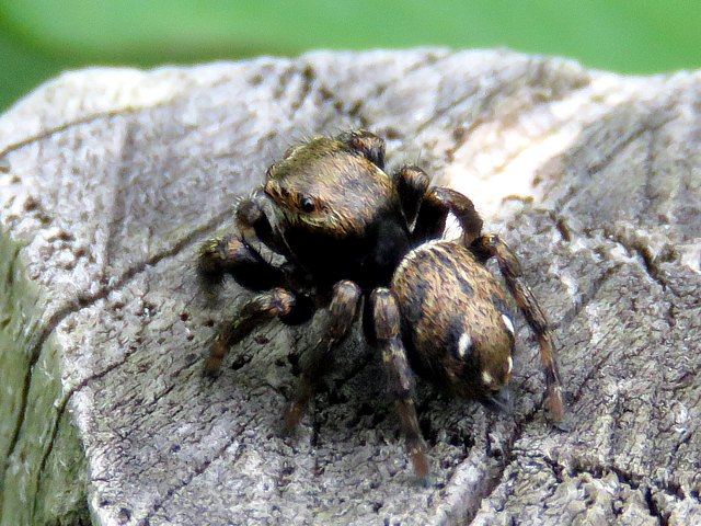 Evarcha arcuata