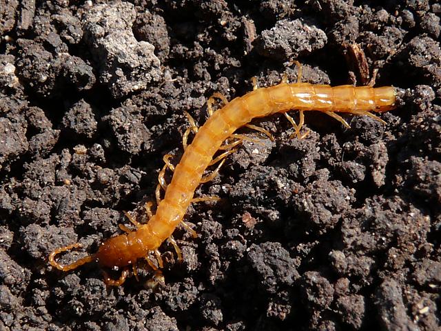 Gophile, geophilus carpophagus