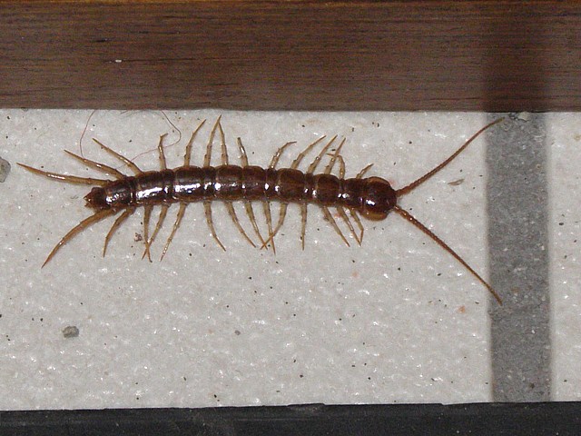 Lithobie  pince, lithobius forficatus