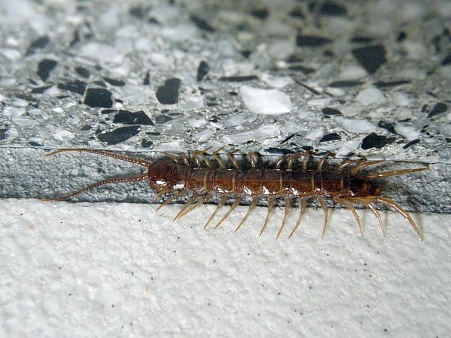 Lithobie  pince, lithobius forficatus