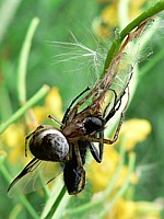 Metellina, metellina mengei
