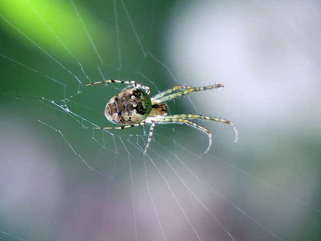 Misumne cagneuse, thomise variable, misumena vatia