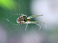 Metellina segmentata